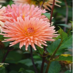 Bulbes Dahlia Cactus...