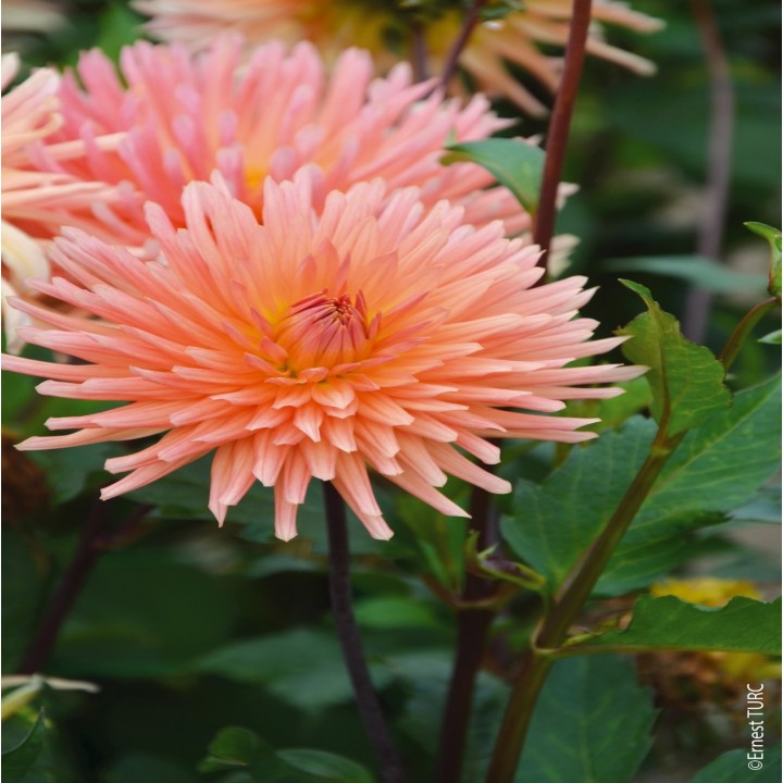 Bulbes Dahlia Cactus Clarentine les 10