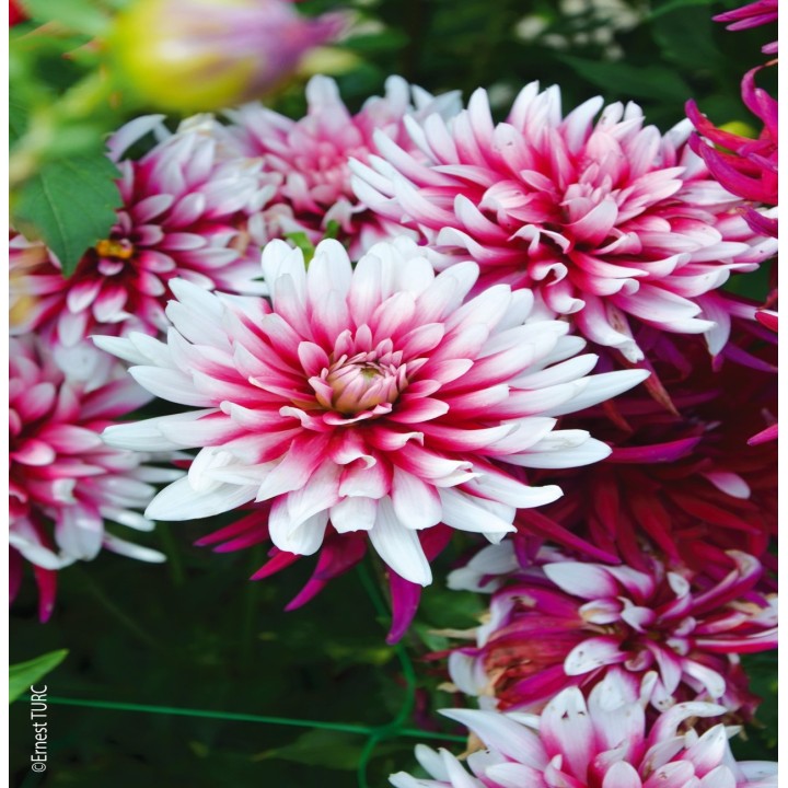 Bulbes Dahlia Cactus Guinguette les 10