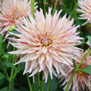 Bulbes Dahlia Cactus Marathon Man les 10