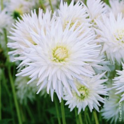 Bulbes Dahlia Cactus Orion...