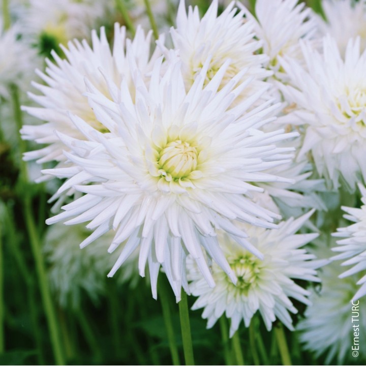 Bulbes Dahlia Cactus Orion les 10