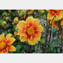 Bulbes Dahlia Collerette...