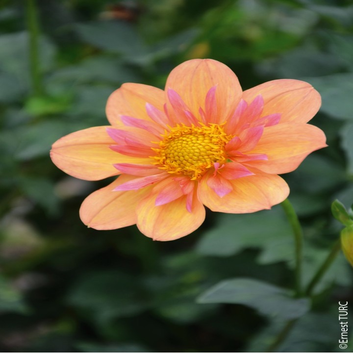 Bulbes Dahlia Collerette Pale Tiger les 10
