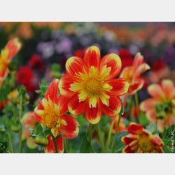 Bulbes Dahlia Collerette...