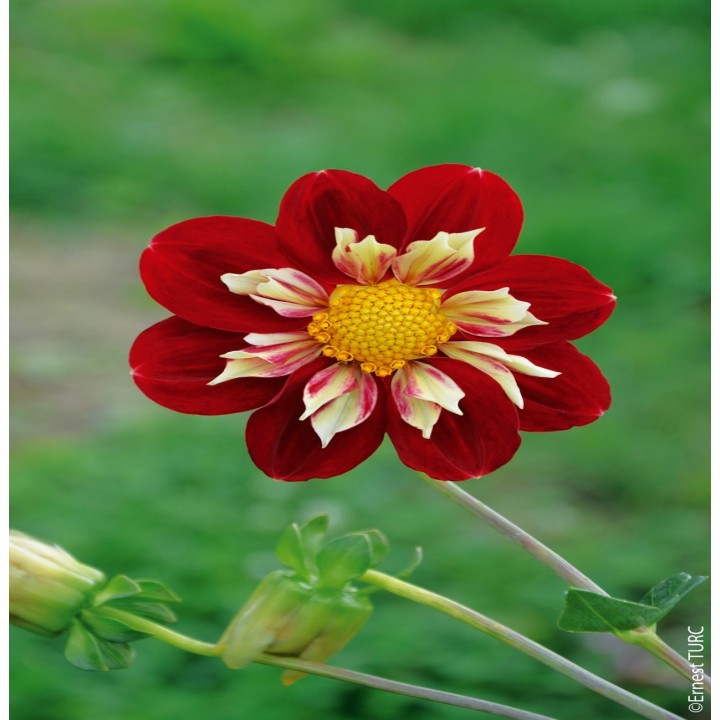 Bulbes Dahlia Collerette Raïssa les 10