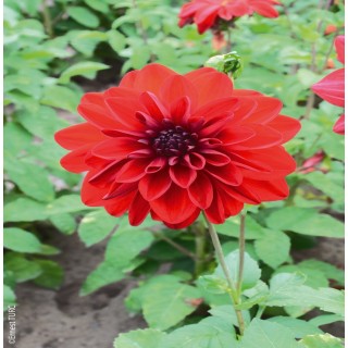 Bulbes Dahlia Décoratif Bacchanal les 10