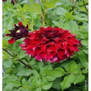 Bulbes Dahlia Décoratif Spartacus les 10