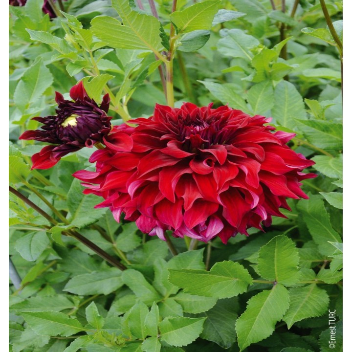 Bulbes Dahlia Décoratif Spartacus les 10