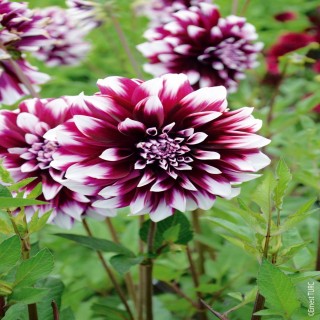 Bulbes Dahlia Décoratif Contraste les 10