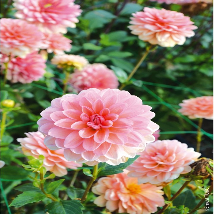 Bulbes Dahlia Décoratif Yelno Harmony les 10