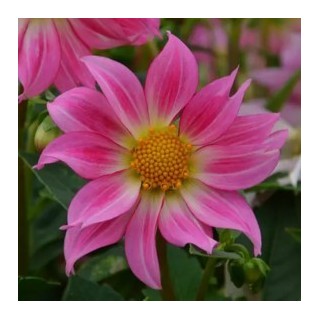 Bulbes Dahlia Nain Dazy Rose les 10