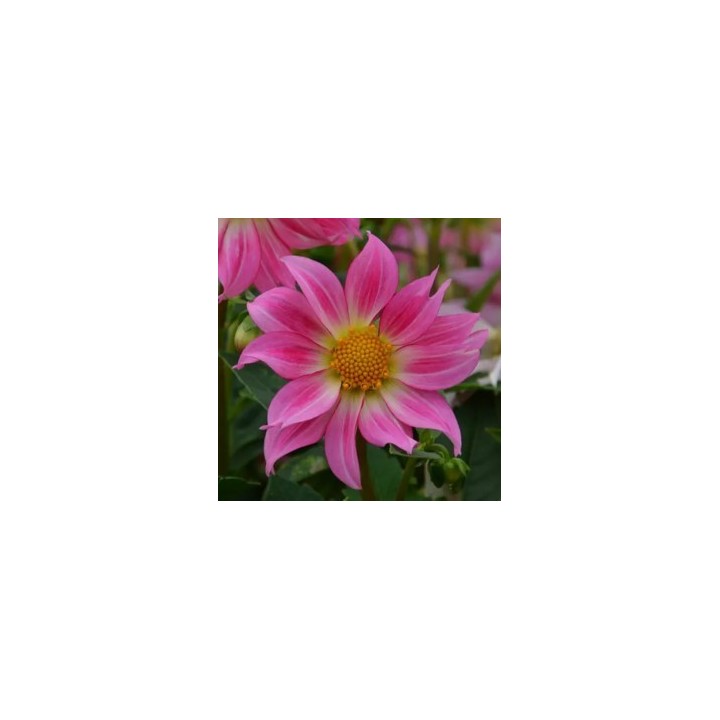 Bulbes Dahlia Nain Dazy Rose les 10