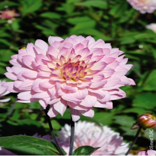 Bulbes Dahlia Nain Double Le Thoureil les 10