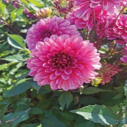 Bulbes Dahlia nain double...