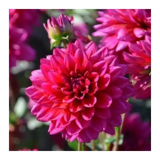 Bulbes Dahlia Nain Nogent les 10