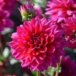 Bulbes Dahlia Nain Nogent...