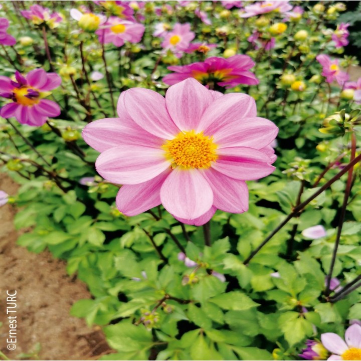 Bulbes Dahlia Nain Simple Cinque Terre les 10