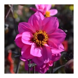 Bulbes Dahlia Nain Simple Nirvana les 10