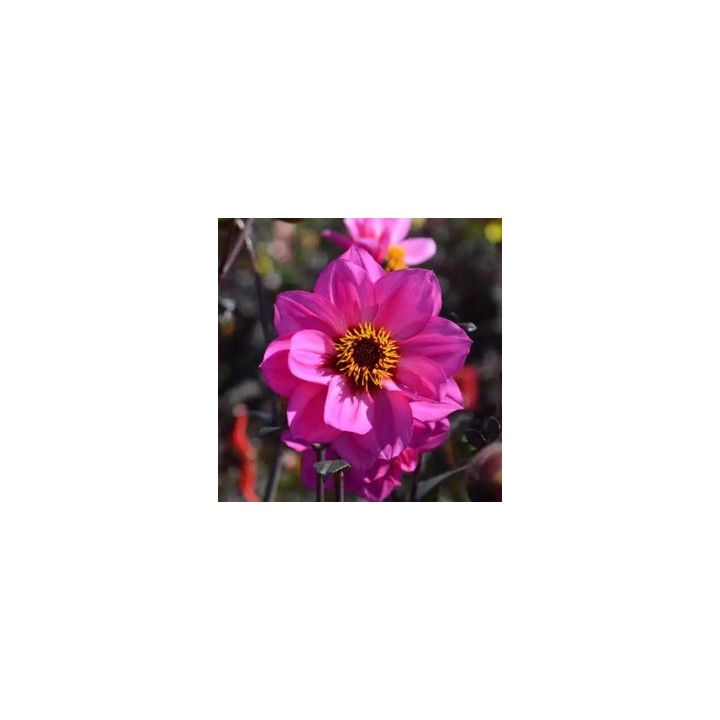 Bulbes Dahlia Nain Simple Nirvana les 10