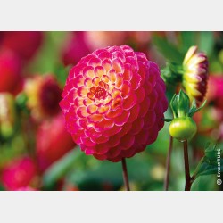 Bulbes Dahlia Pompon...