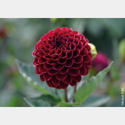 Bulbes Dahlia Pompon Radjah...