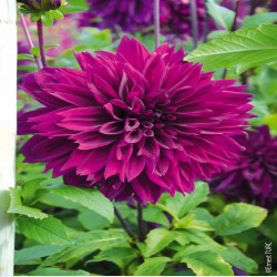 Bulbes Dahlia Thomas Edison...