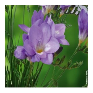 Bulbes Frésias Simple Bleu les 10