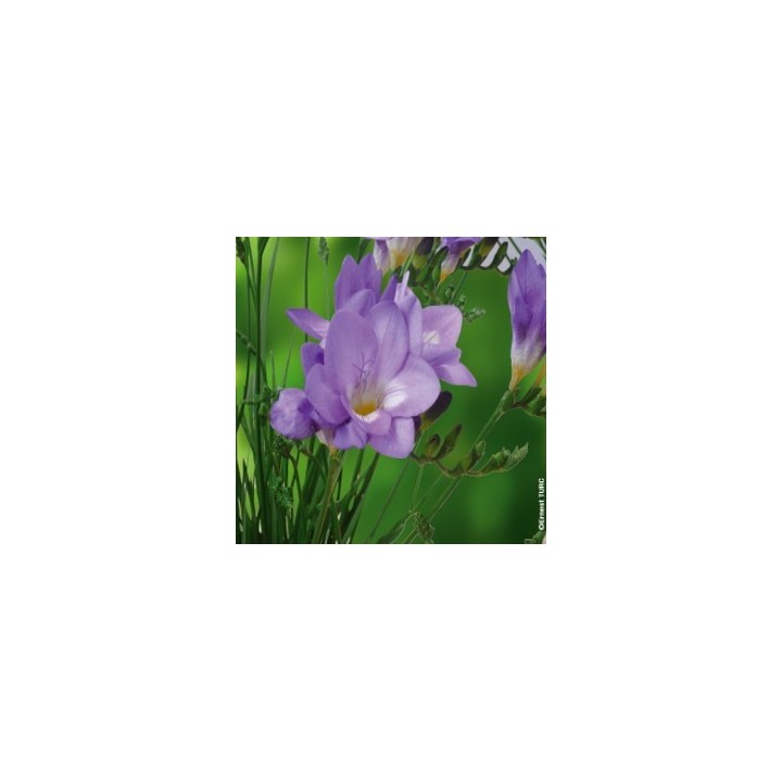 Bulbes Frésias Simple Bleu les 10