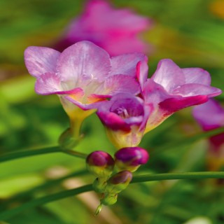 Bulbes Frésias Simple Rose les 10