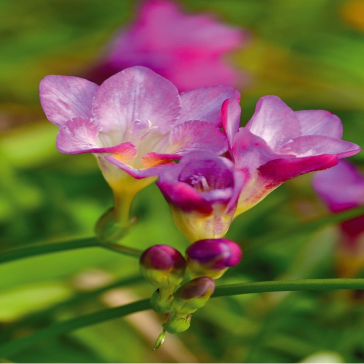 Bulbes Frésias Simple Rose les 10