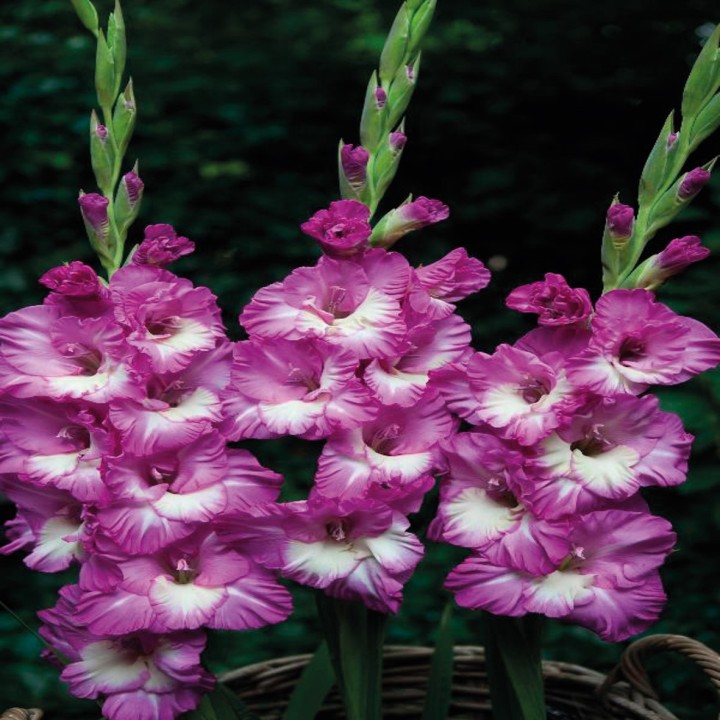 Bulbes Glaïeuls à Grandes Fleurs Anouk les 100