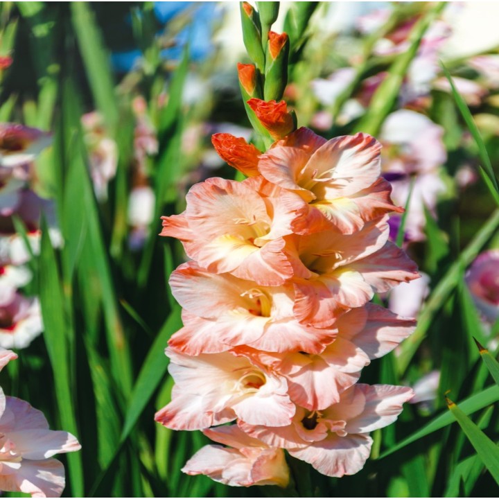 Bulbes Glaïeuls à Grandes Fleurs Eminence les 100