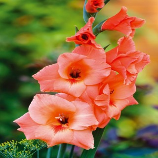 Bulbes Glaïeuls à Grandes Fleurs Karma les 100