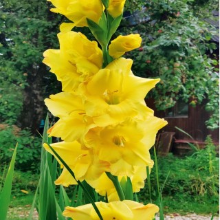 Bulbes Glaïeuls à Grandes Fleurs Bananarama les 100