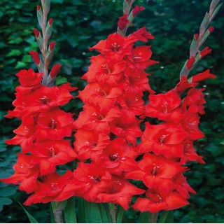 Bulbes Glaïeuls à Grandes Fleurs Advance les 100