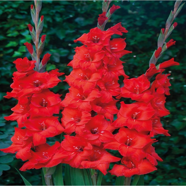 Bulbes Glaïeuls à Grandes Fleurs Advance les 100