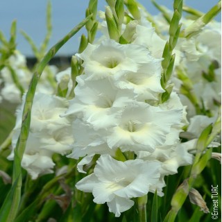 Bulbes Glaïeuls à Grandes Fleurs NOVA ZEMBLA les 100