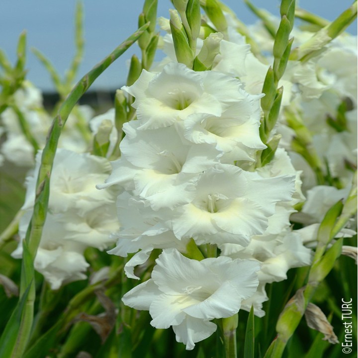 Bulbes Glaïeuls à Grandes Fleurs NOVA ZEMBLA les 100