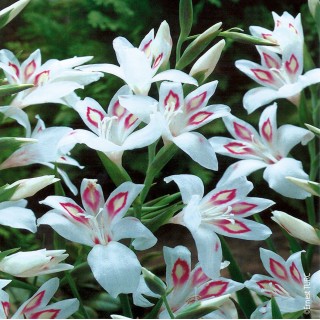 Bulbes Glaïeuls Nain colvillei Nymph les 100