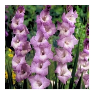 Bulbes Glaïeuls à Grandes Fleurs My Love les 100