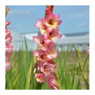 Bulbes Glaïeuls à Grandes Fleurs Priscilla les 100