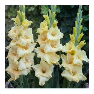 Bulbes Glaïeuls Bra Val les 100