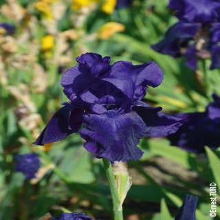 Bulbes Iris Germanica Black Night les 10
