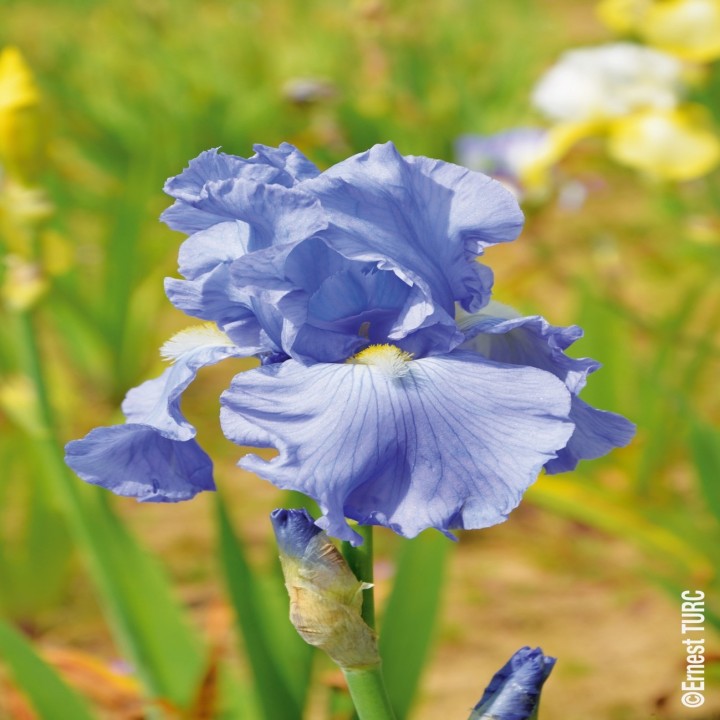 Bulbes Iris Germanica Bleu Pâle les 10