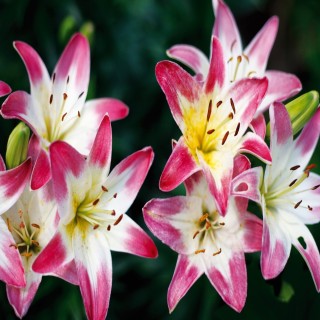 Bulbes Lis Asiatique Lollypop les 25