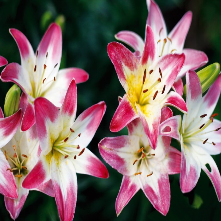 Bulbes Lis Asiatique Lollypop les 25