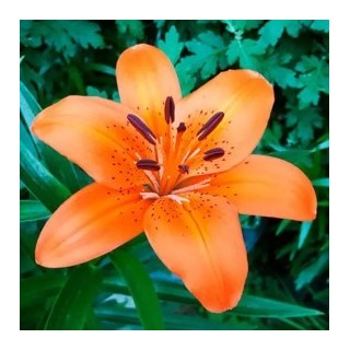 Bulbes Lis Asiatique Trésor  les 25