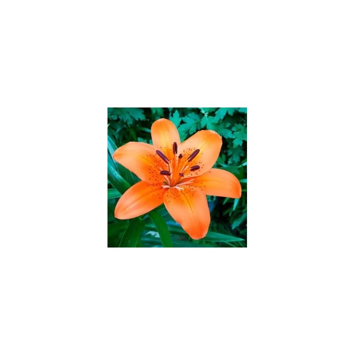 Bulbes Lis Asiatique Trésor  les 25