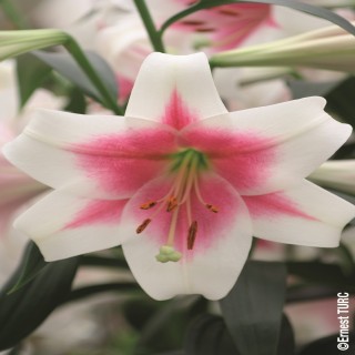 Bulbes Lis Longiflorum Triumphator  les 25